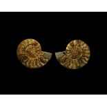 Natural History - Cut and Polished Fossil Ammonite Pair