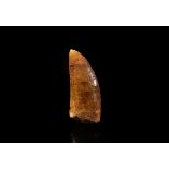 Natural History - Fossil African 'T-rex' Dinosaur Tooth