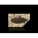 Natural History - Jianghang Ichthys Fossil Fish