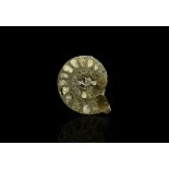 Natural History - Cut and Polished Pyrite Fossil Ammonite