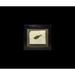 Natural History - Framed Fossil Fish