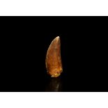 Natural History - Fossil African 'T-Rex' Dinosaur Tooth