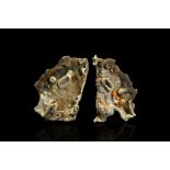 Natural History - Agatized Coral Pair Display