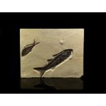 Natural History - Mioplosus and Diplomystus Fossil Fish in Matrix