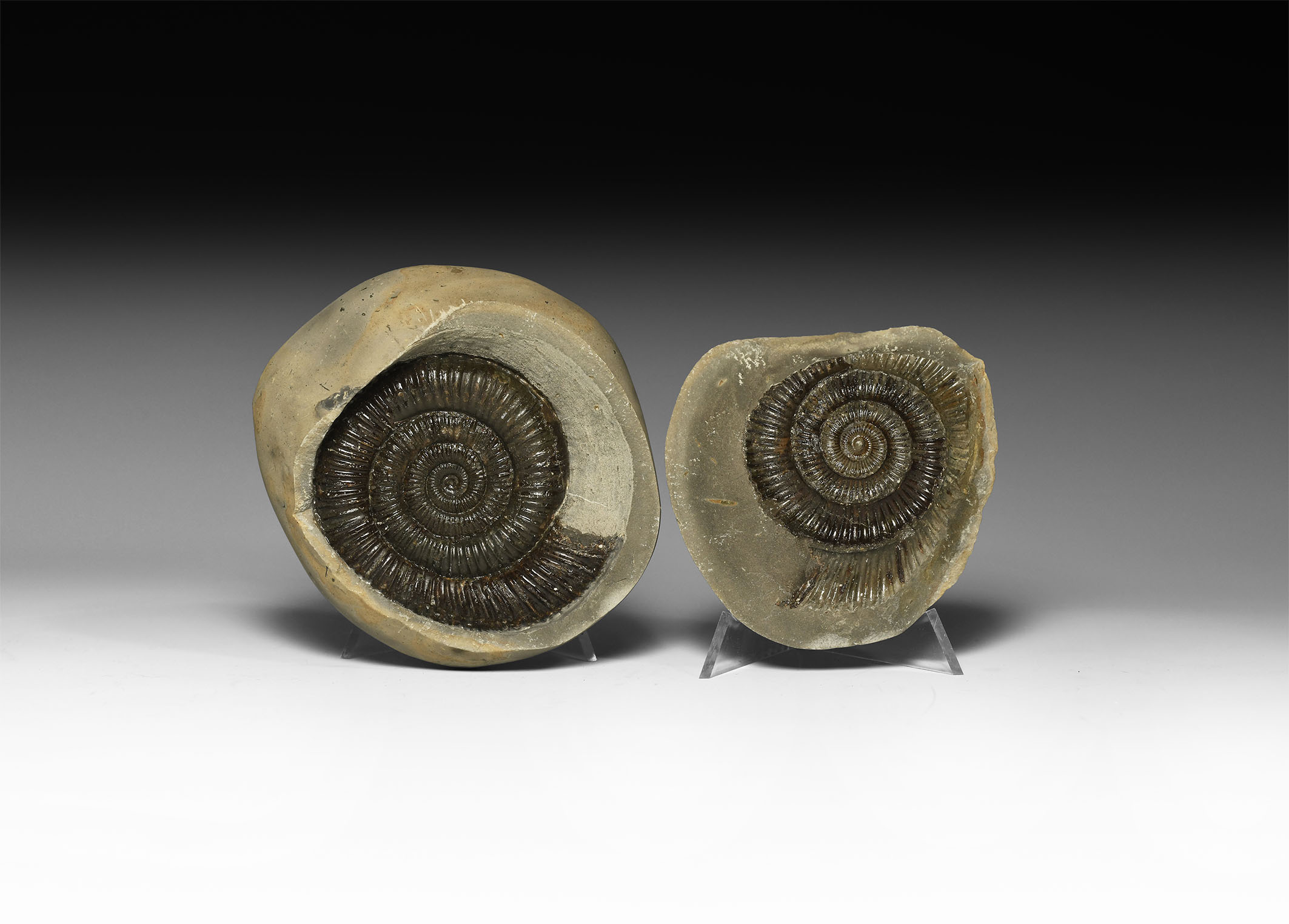 Natural History - British Whitby Jurassic Ammonite in Nodule