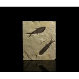 Natural History - Mioplosus and Diplomystus Fossil Fish in Matrix