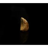 Natural History - Fossil African 'T-Rex' Dinosaur Tooth