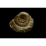 Natural History - British Fossil Stephanoceras Ammonite Display