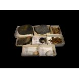 Natural History - Historic British and Other Fossil Collection