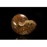 Natural History - Polished Fossil Perisphinctes Ammonite