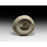 Natural History - British Fossil Androgynoceras Ammonite