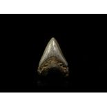 Natural History - Megalodon Fossil Giant Shark Tooth