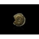 Natural History - British Hildoceras Fossil Ammonite