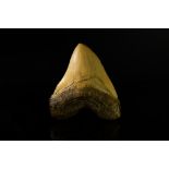 Natural History - Megalodon Giant Shark Tooth Replica