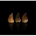 Natural History - Large Fossil Mosasaur Tooth Group