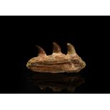 Natural History - Mosasaur Aquatic Dinosaur Jaw Section