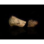 Natural History - Hadrosaur Dinosaur Bone Section Group