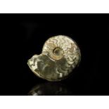 Natural History - British Polished Eparitites Fossil Ammonite