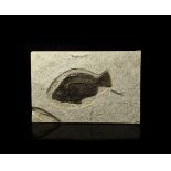 Natural History - Fossil Priscacara Liops Fish