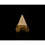 Natural History - Fossil Cosmopolitodus Shark Tooth