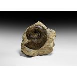Natural History - British Fossil Dorsetensis Ammonite Display