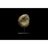 Natural History - Acanthoceras Fossil Ammonite