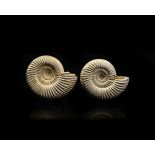 Natural History - Fossil Perisphinctes Ammonite Pair