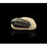 Natural History - Fossil Reedops Trilobite on Matrix