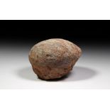 Fossil Hadrosaur Dinosaur Egg