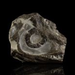 British Jurassic Coast Fossil Ichthyosaur Head