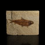 Knightia Alta Fossil Fish