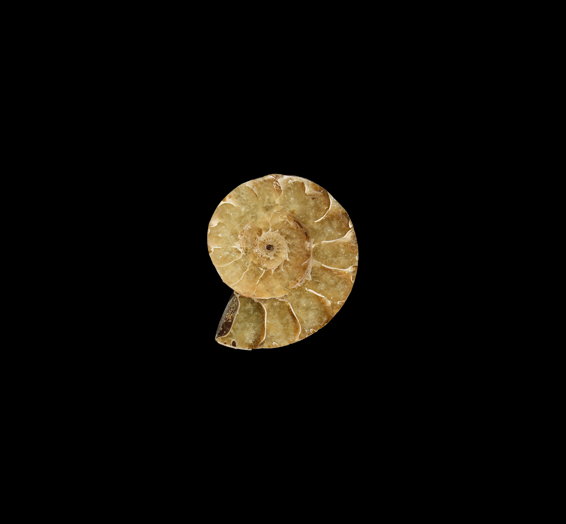 British Polished Ammonite Fossil