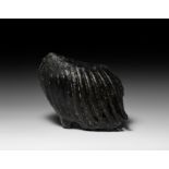 Woolly Mammoth Tooth