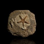 Fossil Petraster Starfish