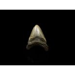 Megalodon Fossil Shark Tooth