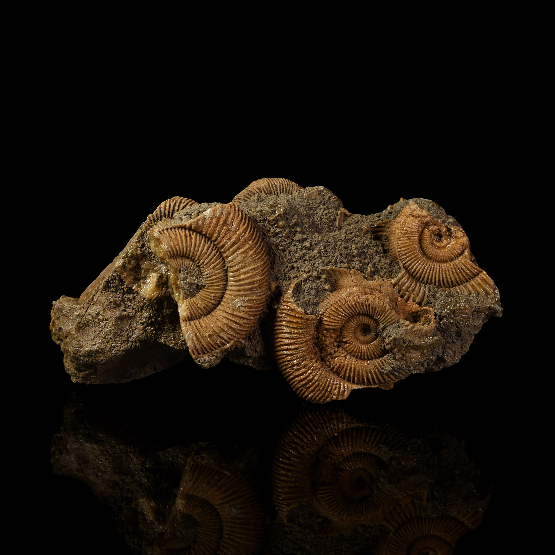 Dactylioceras Fossil Ammonites