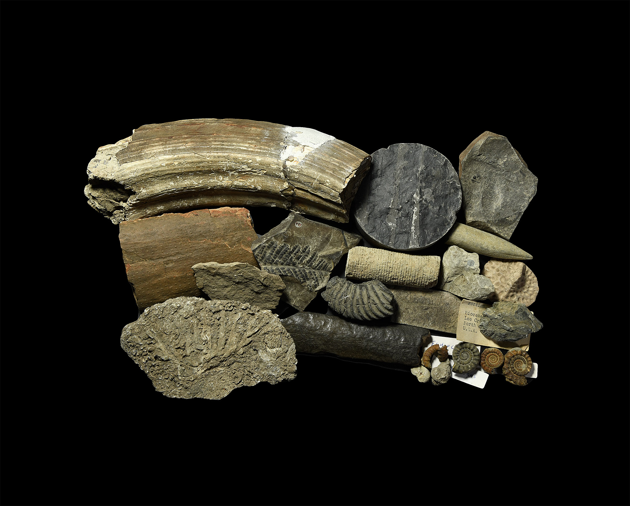 Fossil Collection