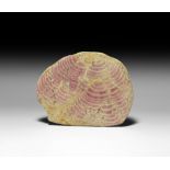 Fossil Red Alga 'Beetroot Stone' Polished Slice