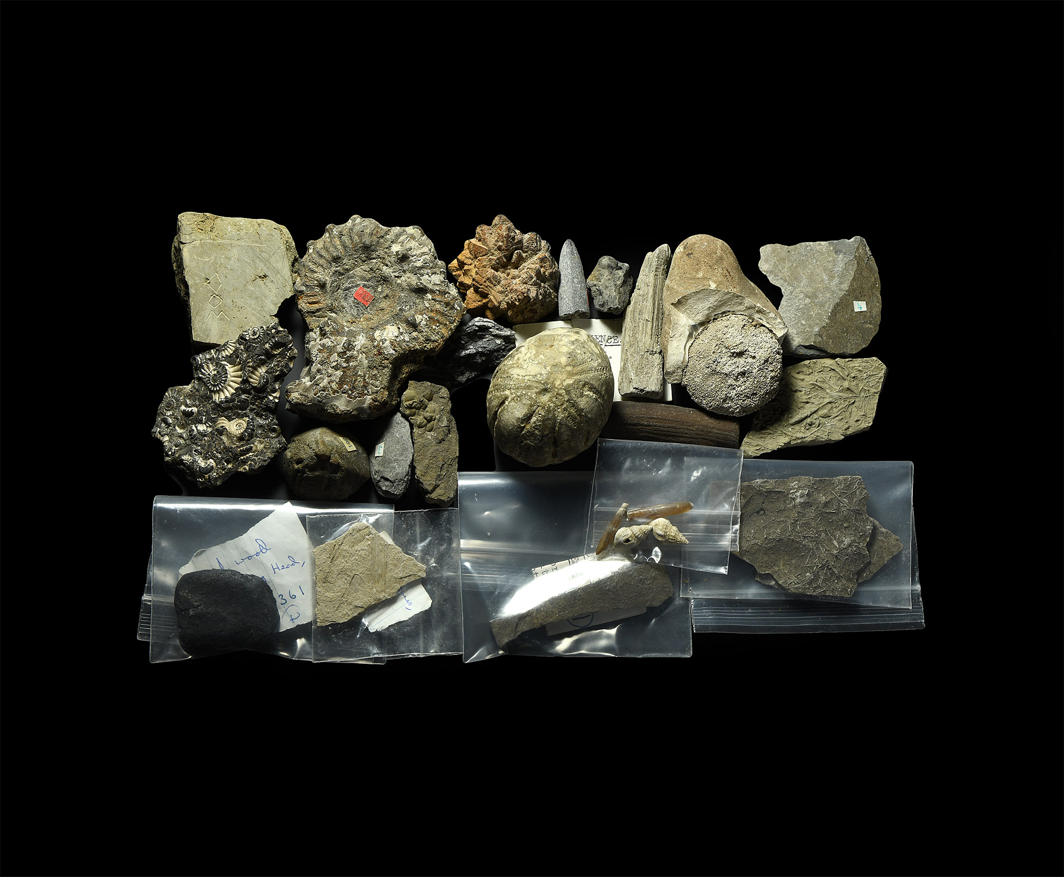 Fossil Collection