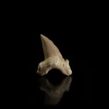 Fossil Otodus Shark Tooth