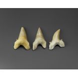 Otodus Shark Tooth Group
