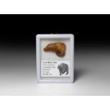 Cave Bear Claw