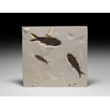 Triple Mioplosus Fossil Fish