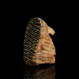 British Fossil Mammoth Tooth