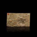 Fossil Fish in Matrix