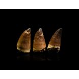 Large Fossil Mosasaur Tooth Group