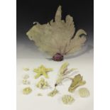 A small group of coral, including a specimen of Gorgonia ventalina.Buyer’s Premium 29.4% (