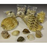 A large collection of seashells, including various cowrie, whelk, scallop, conch, cone and a baler