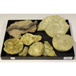 A small selection of fossil specimens, including two ammonites and a fossilized branch.Buyer’s