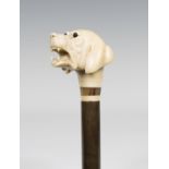 A late 19th/early 20th century ivory handled walking stick, the substantial handle finely modelled